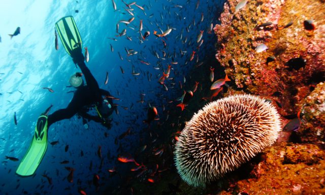 POSEIDON DIVING CENTER