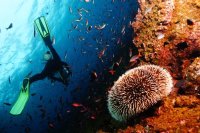 POSEIDON DIVING CENTER