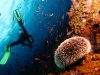 POSEIDON DIVING CENTER